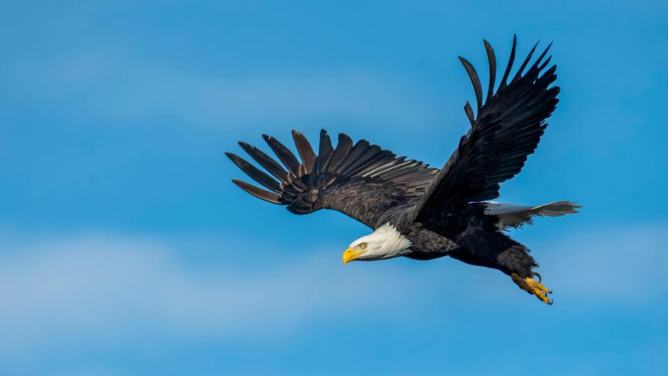 Bald Eagle Flying